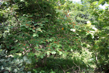 Screw-Tree--growing-wild