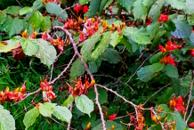 Screw-Tree-while-Flowering