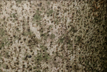 Stem-of-Screw-Tree