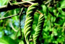 Unripe-Fruit-of-Screw-Tree