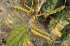 Ripe-fruit-of-Screw-Tree