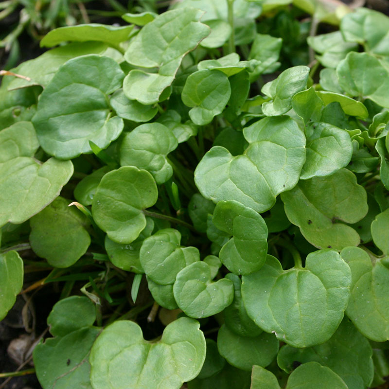 Leaves-of-Scurvy-Grass