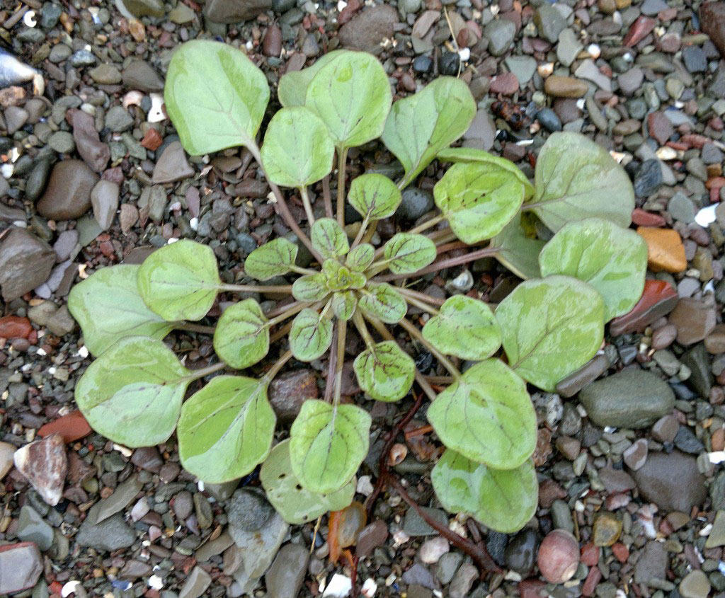 Small-Scurvy-Grass-plant