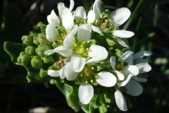 Closer-view-of-flower-of-Scurvy-Grass