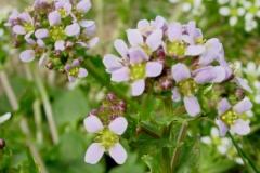 Flower-of-Scurvy-Grass
