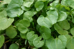 Leaves-of-Scurvy-Grass