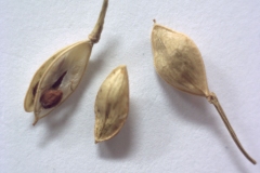 Mature-fruits-of-Scurvy-Grass