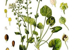 Plant-Illustration-of-Scurvy-Grass