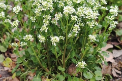 Scurvy-Grass-Plant