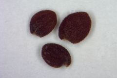 Seeds-of-Scurvy-Grass