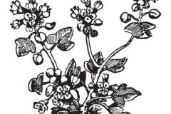 Sketch-of-Scurvy-Grass