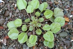 Small-Scurvy-Grass-plant