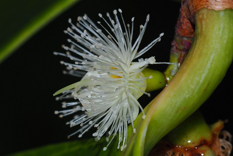 Closer-view-of-flower-of-Sea-Apple