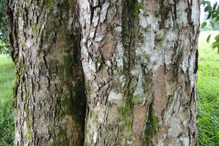 Bark-of-Sea-Apple