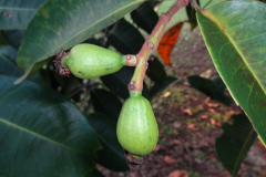 Immature-fruits-of-Sea-Apple