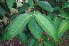 Leaves-of-Sea-Apple