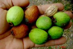 Mature-fruit-of-Sea-Apple
