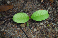 Sapling-of-Sea-Apple