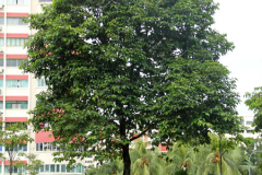 Sea-Apple-Tree
