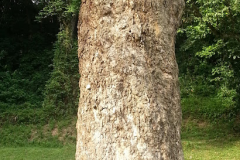 Trunk-of-Sea-Apple