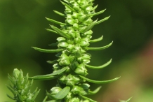 Flowering-buds-of--Sea-beet