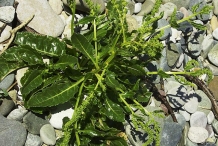 Sea-Beet-plant