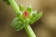 Flower-of--Sea-beet