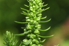 Flowering-buds-of--Sea-beet