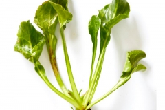 Harvested--Sea-beet--plant