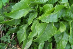 Leaves-of--Sea-beet