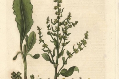 Plant-Illustration-of--Sea-beet