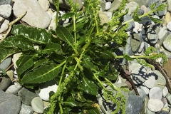 Sea-Beet-plant