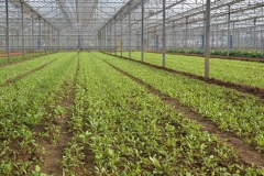 Sea-beet--farming