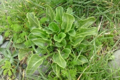 Sea-beet-growing-wild