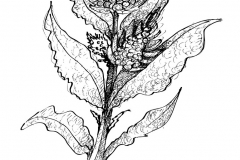 Sketch-of-Sea-beet