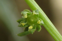 Stem-of--Sea-beet