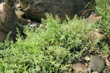 Sea-Blite-Plant-growing-wild