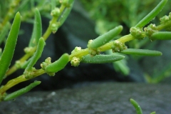 Flowers-of-Sea-Blite