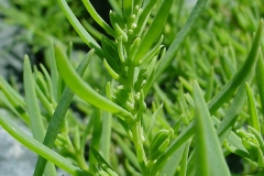 Leaves-of-Sea-Blite