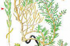 Plant-Illustration-of-Sea-Blite