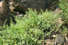 Sea-Blite-Plant-growing-wild