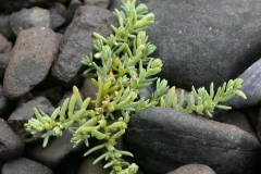 Sea-Blite-Plant
