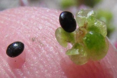 Seeds-of-Sea-Blite