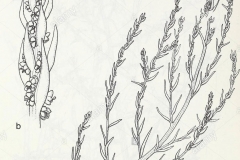 Sketch-of-Sea-Blite