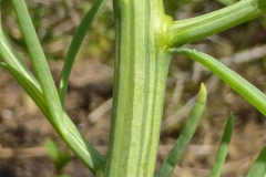 Stem-of-Sea-Blite