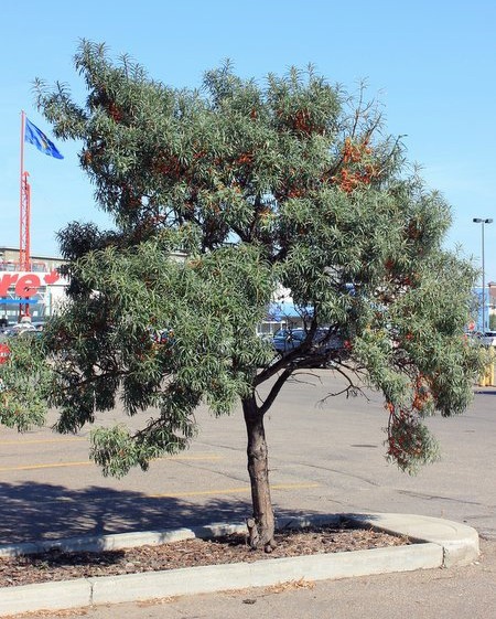 Sea-buckthorn-tree