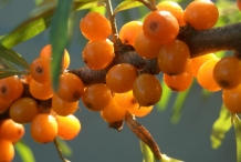 Sea-buckthorn-berries