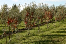 Sea-buckthorn-farm