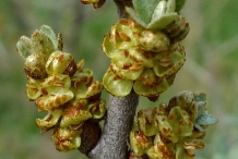 Sea-buckthorn-flower