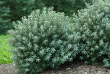 Sea-buckthorn-hedge